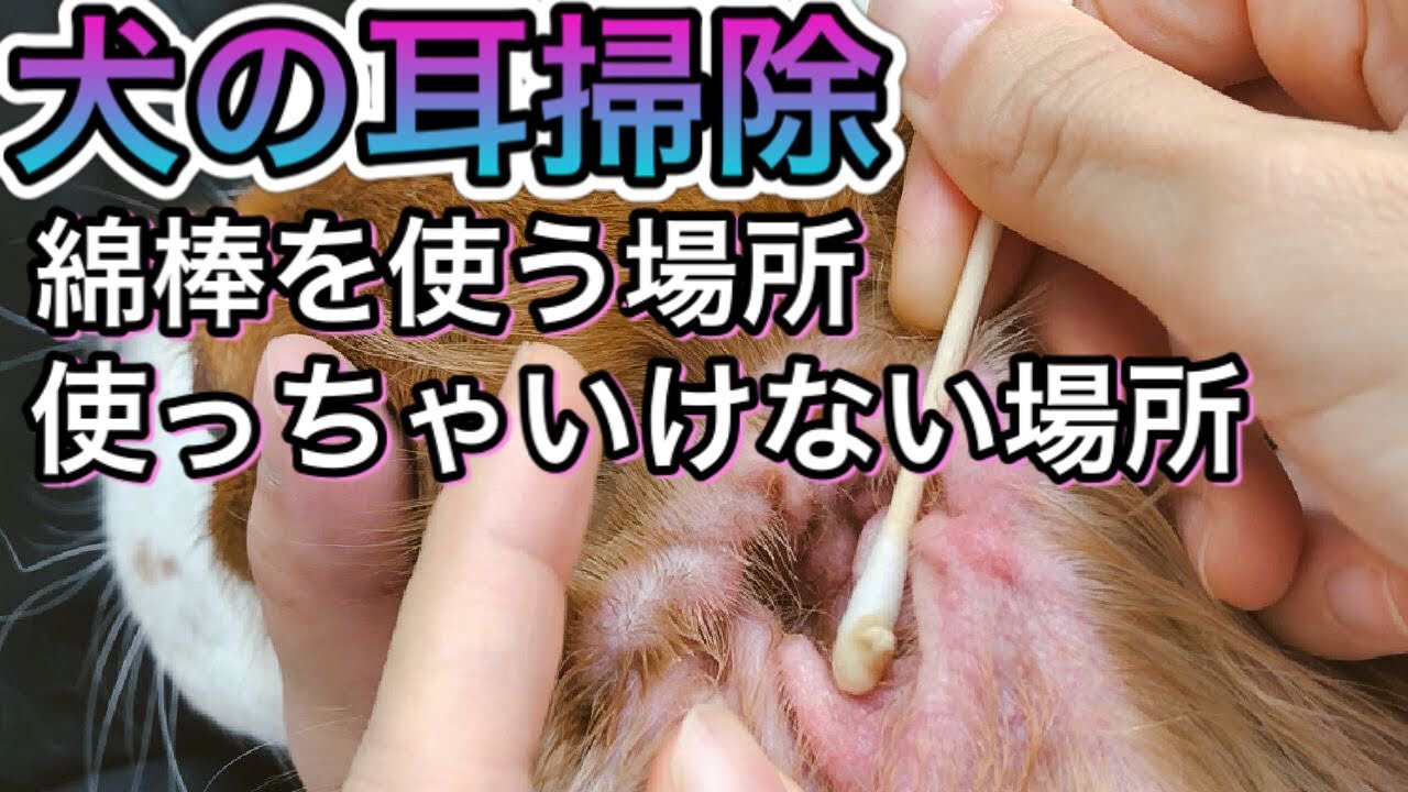 【犬の耳掃除】綿棒はどこまで使って良いのか。使わない方が良いのかについて獣医師が解説