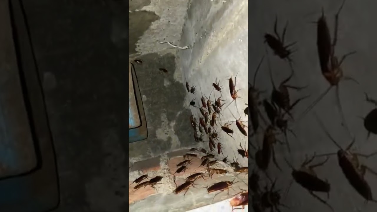 cockroach💀☠️