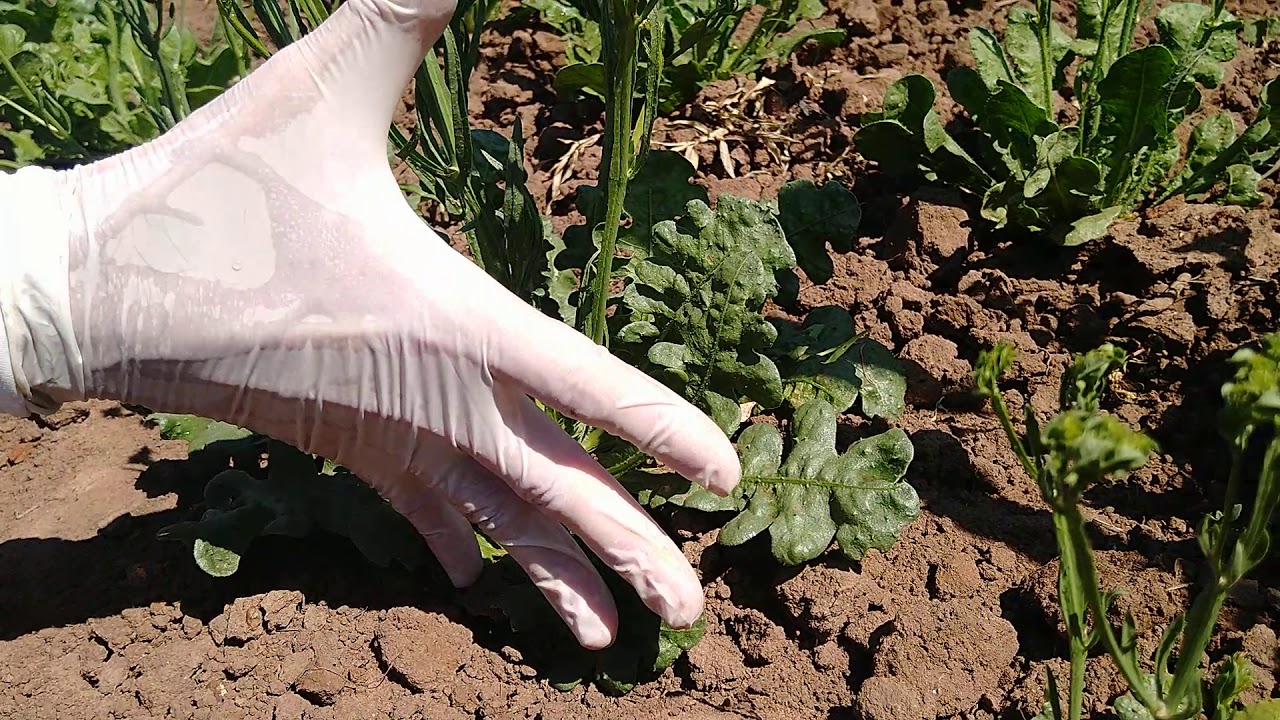 Qual a melhor época para plantar Statice?