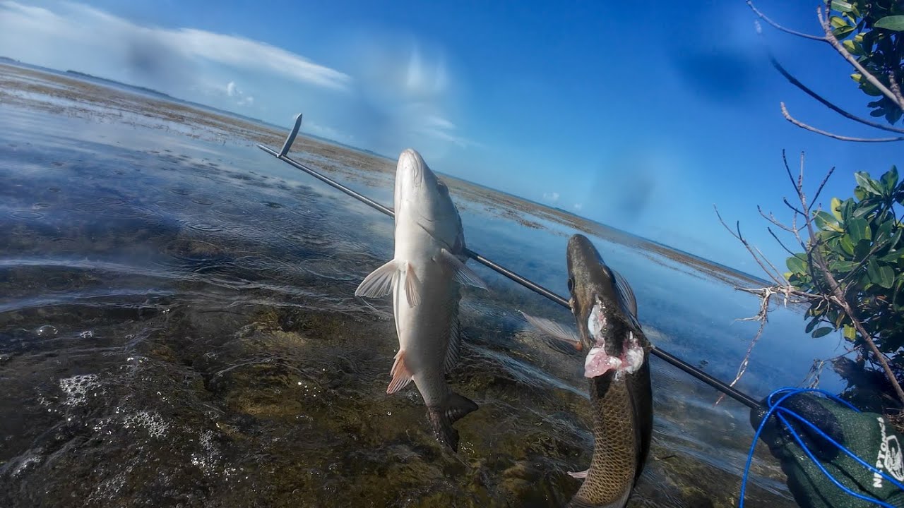 Relaxing Mangrove Spearfishing | Shallow Water Dive with Tarpon, Snook, Grouper, Snapper & Baitfish