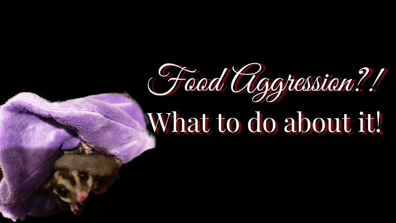 Sugar Glider Food Aggression | What it looks like and how to prevent it