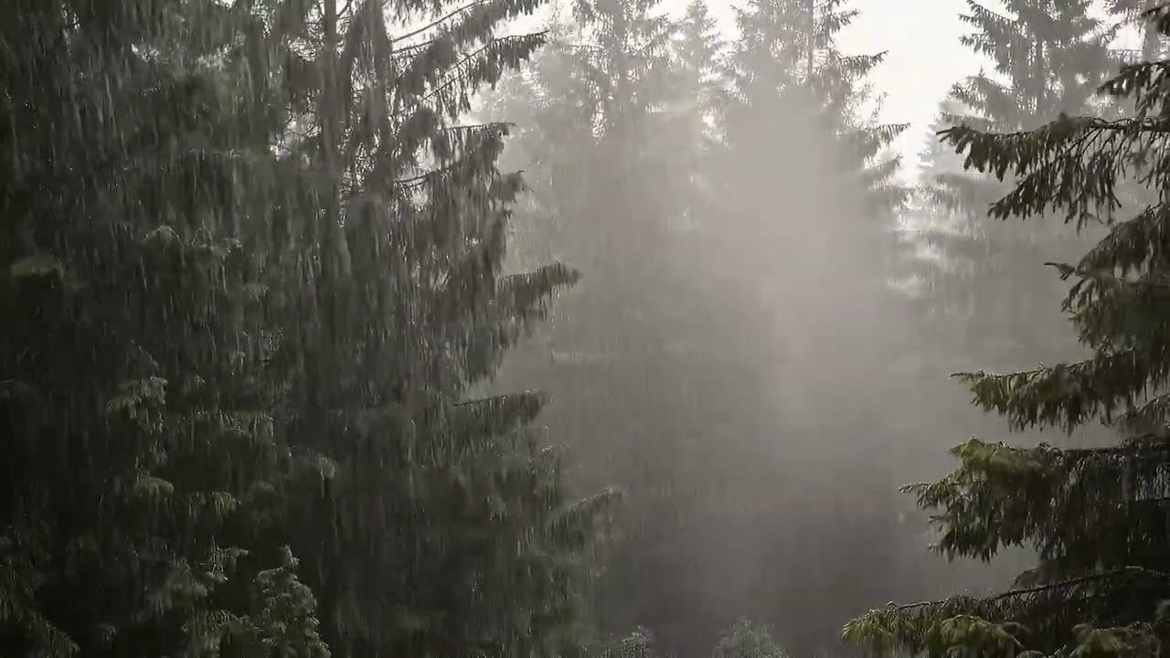 Heavy Rain in the Misty Forest – Pure Nature Therapy
