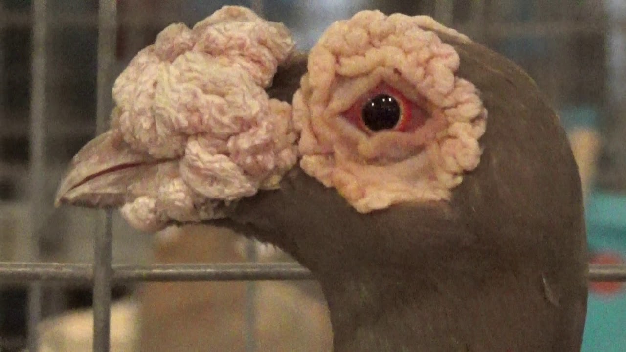 Pigeons: Carriers