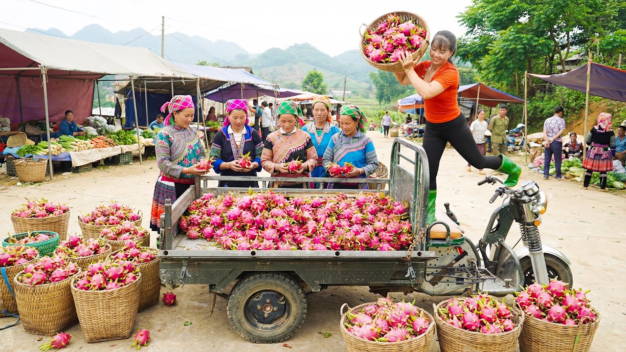Harvesting 1000 Dragon Fruits, Use 3-Wheeled Truck Transport Go To Countryside Market Sell