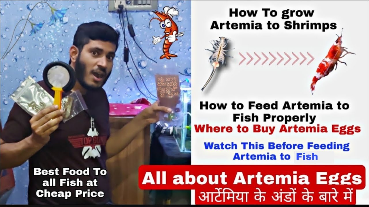 How to Hatch Artemia Eggs Part -2 , How to grow Artemia to shrimps - How to Feed it to Fish