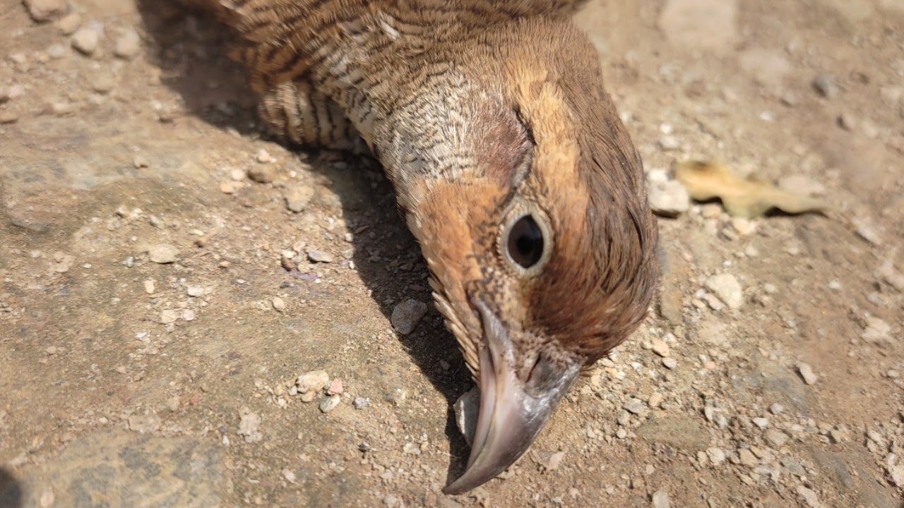 Teetar Trap | Teetar pakadne Ka Tarika | bird trap