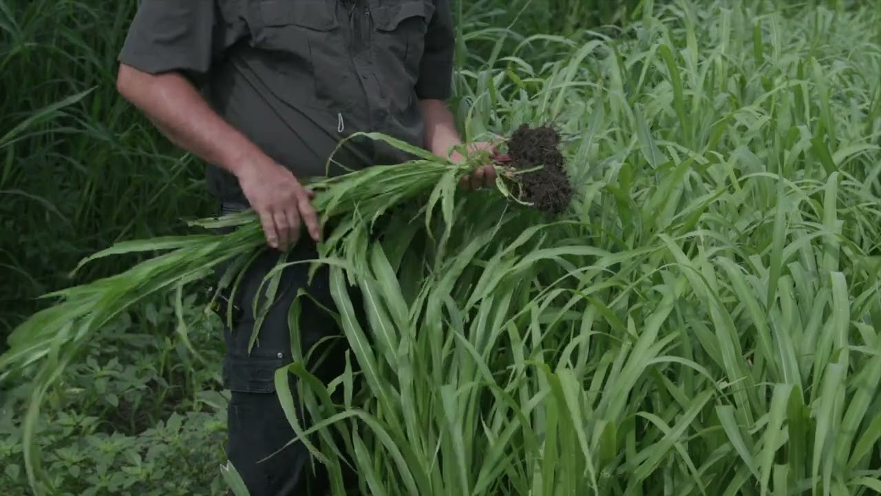 Hybrid Pearl Millet