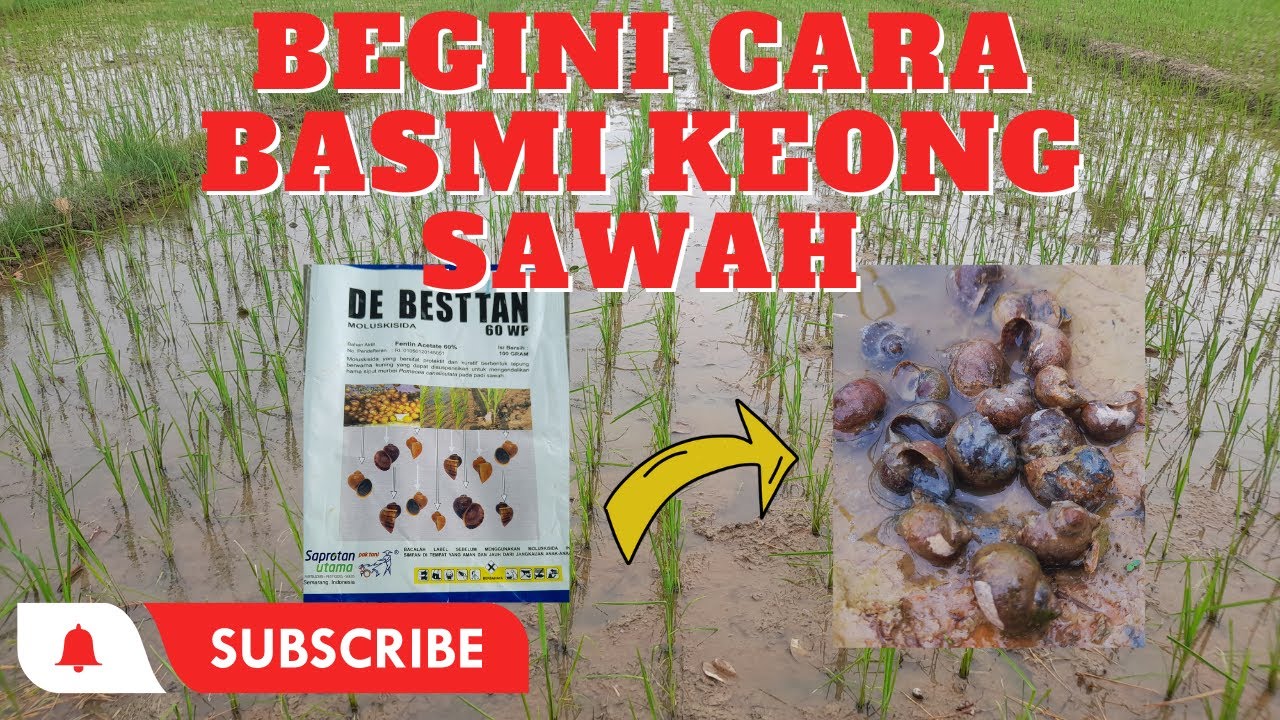 Cara Ampuh Basmi Keong Sawah dengan Tepat Guna dan Tepat Sasaran