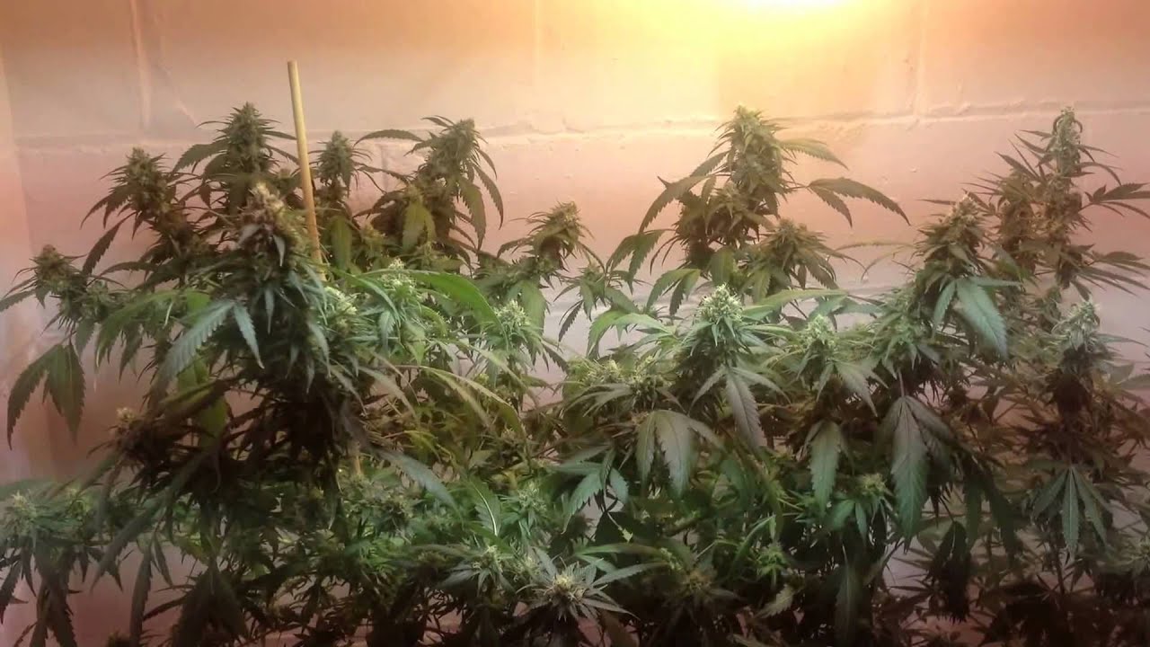 Green Thumb Girls Ganja Garden