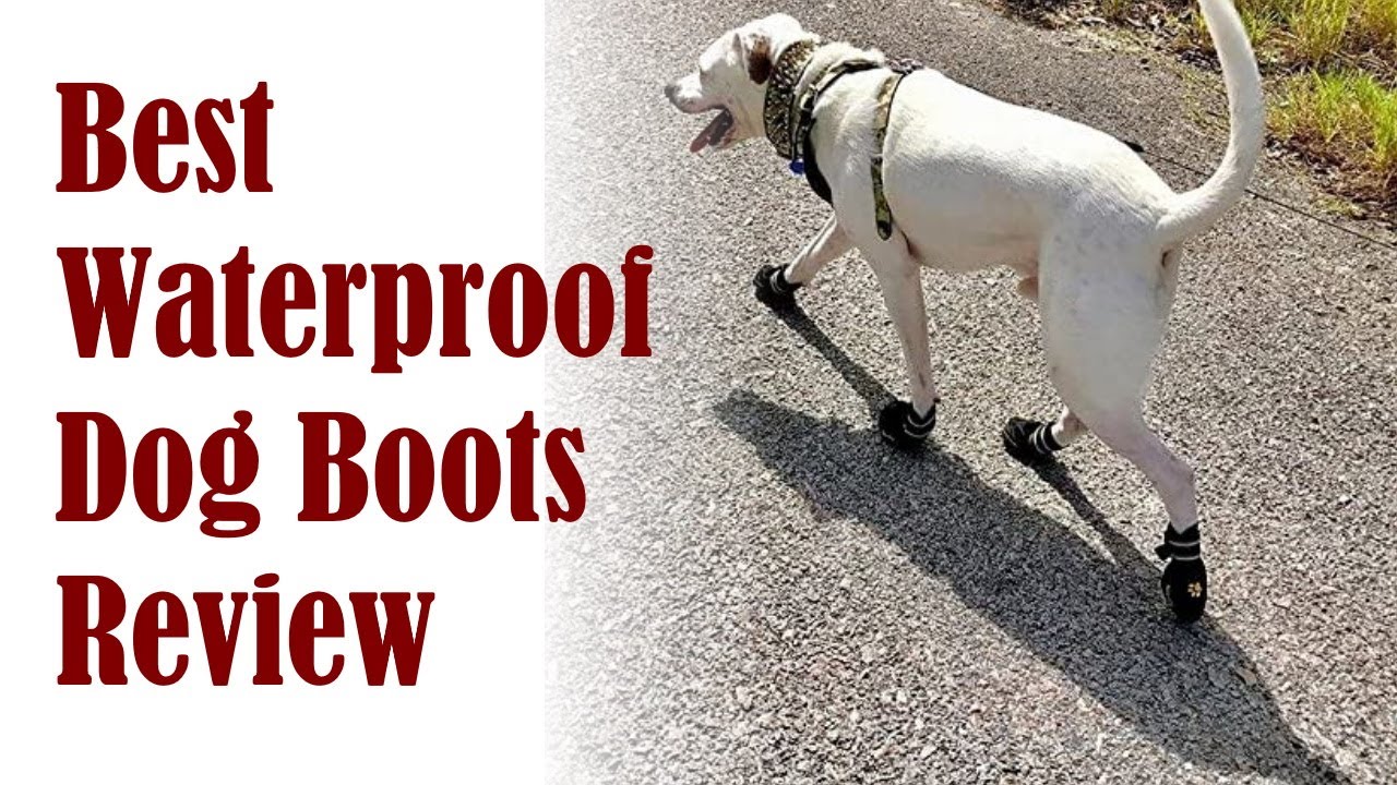Best Waterproof Dog Boots Review - Outdoor Rainproof Pet Shoes