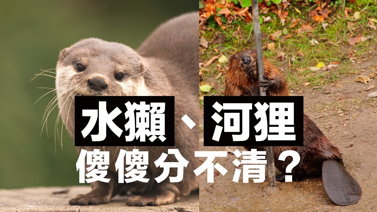 水獺、河狸傻傻分不清楚？｜科學大爆炸EP.50