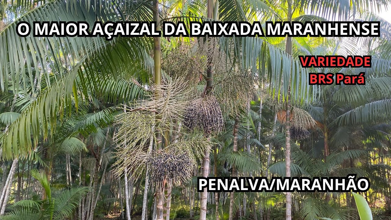 O MAIOR AÇAIZAL DA BAIXADA MARANHENSE