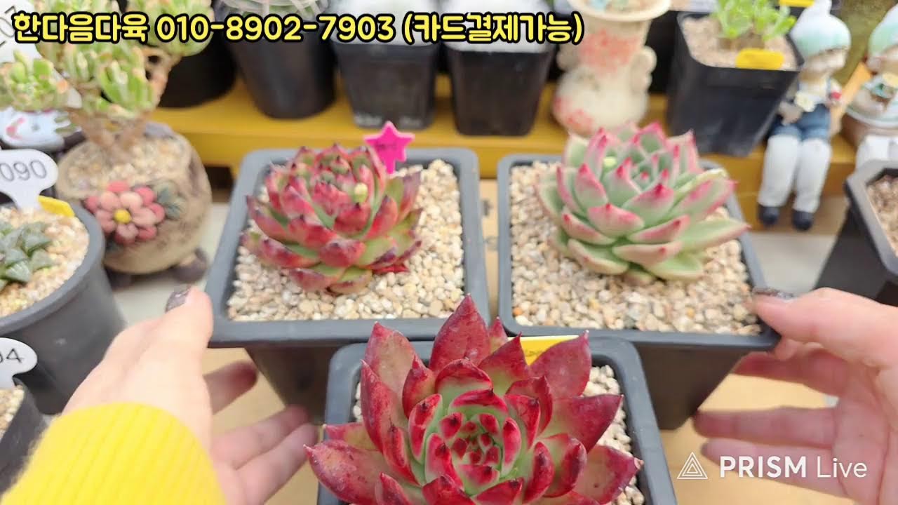 한마음다육 라이브 방송