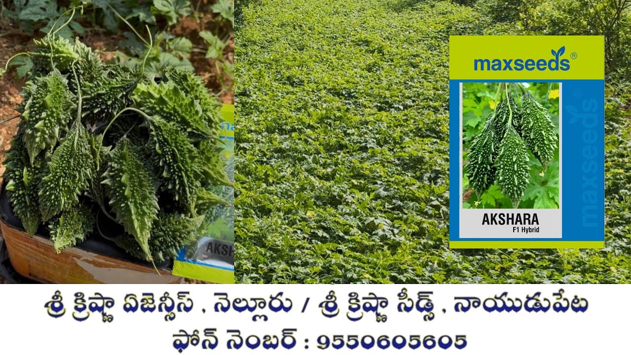 మ్యాక్స్ సీడ్స్ వారి నూతన కాకర అక్షర పై రైతు అభిప్రాయం | Max Seeds New Hybrid Bitter Gourd Akshara |