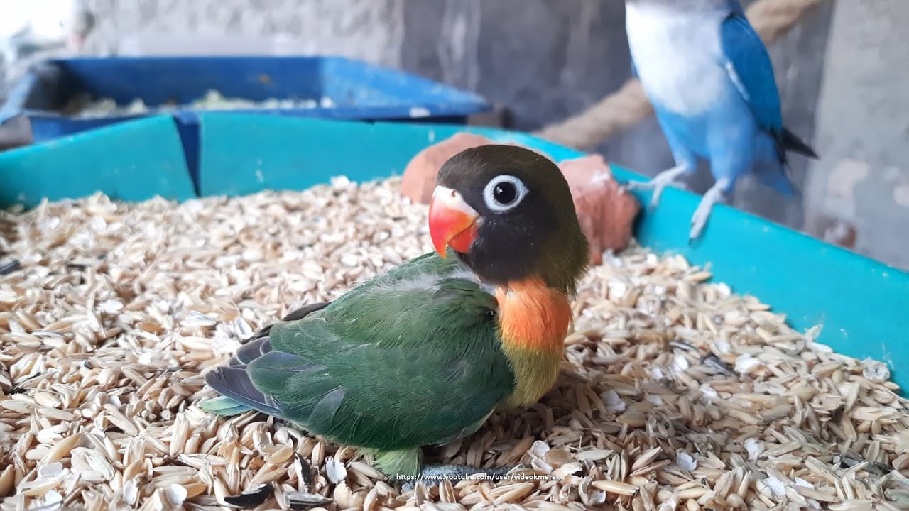 Green Personata (Black Cheek) - New Lovebird Chick from Olive Personata & Lutino