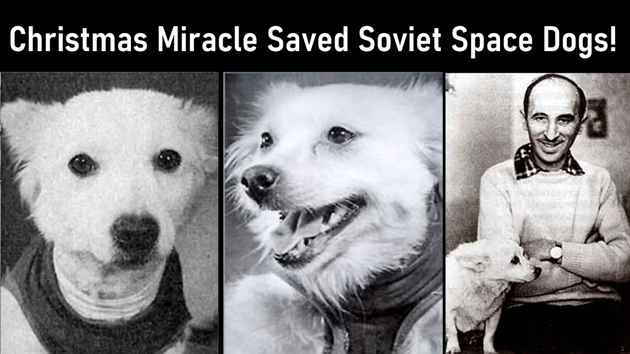 Soviet Space Dogs Crash Landed In Siberia, Saved By 'Christmas Miracle'