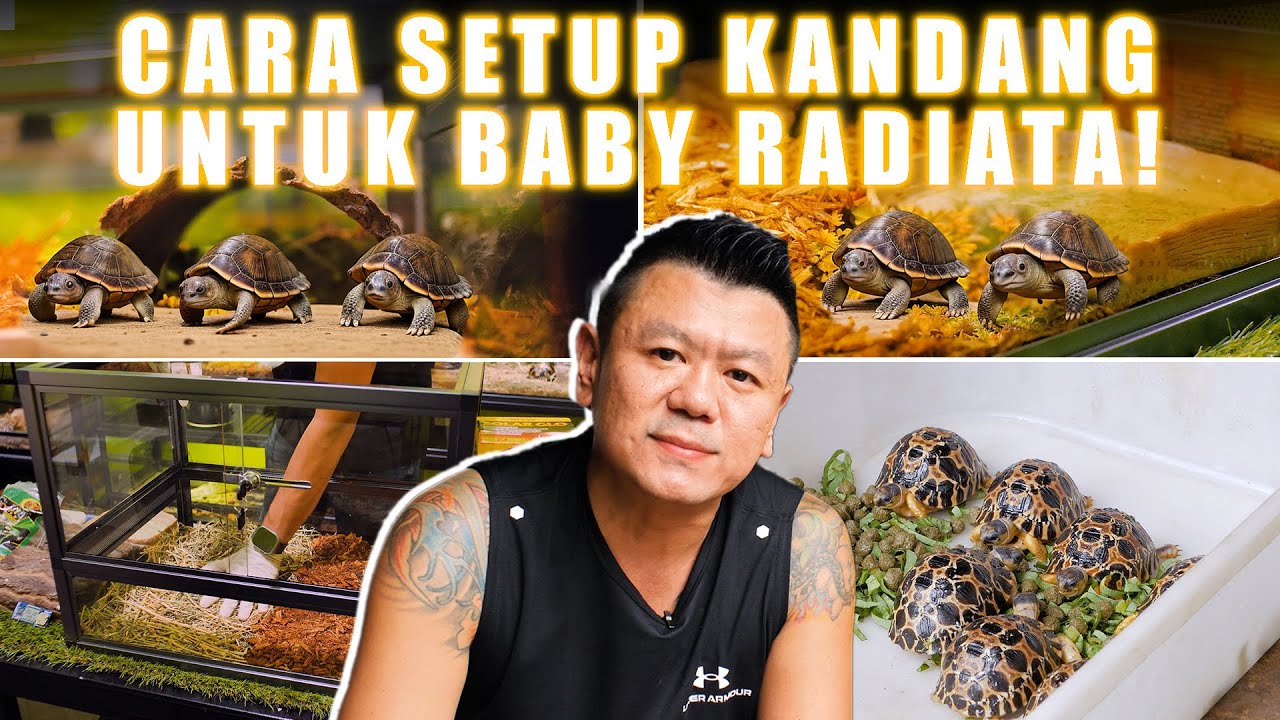 CARA MERAWAT BABY RADIATA❗