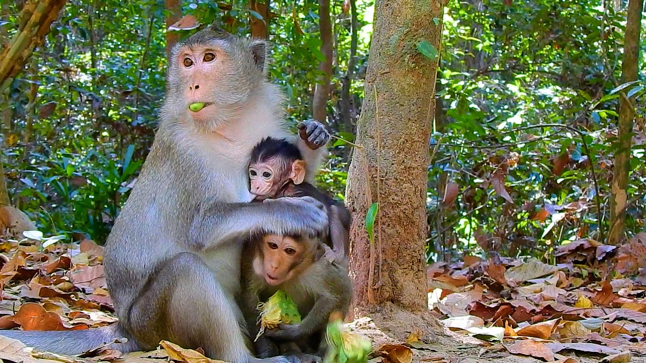 Most Wondering! What Are Going On Baby Amina And AMELIA? Why Look Very Scared?