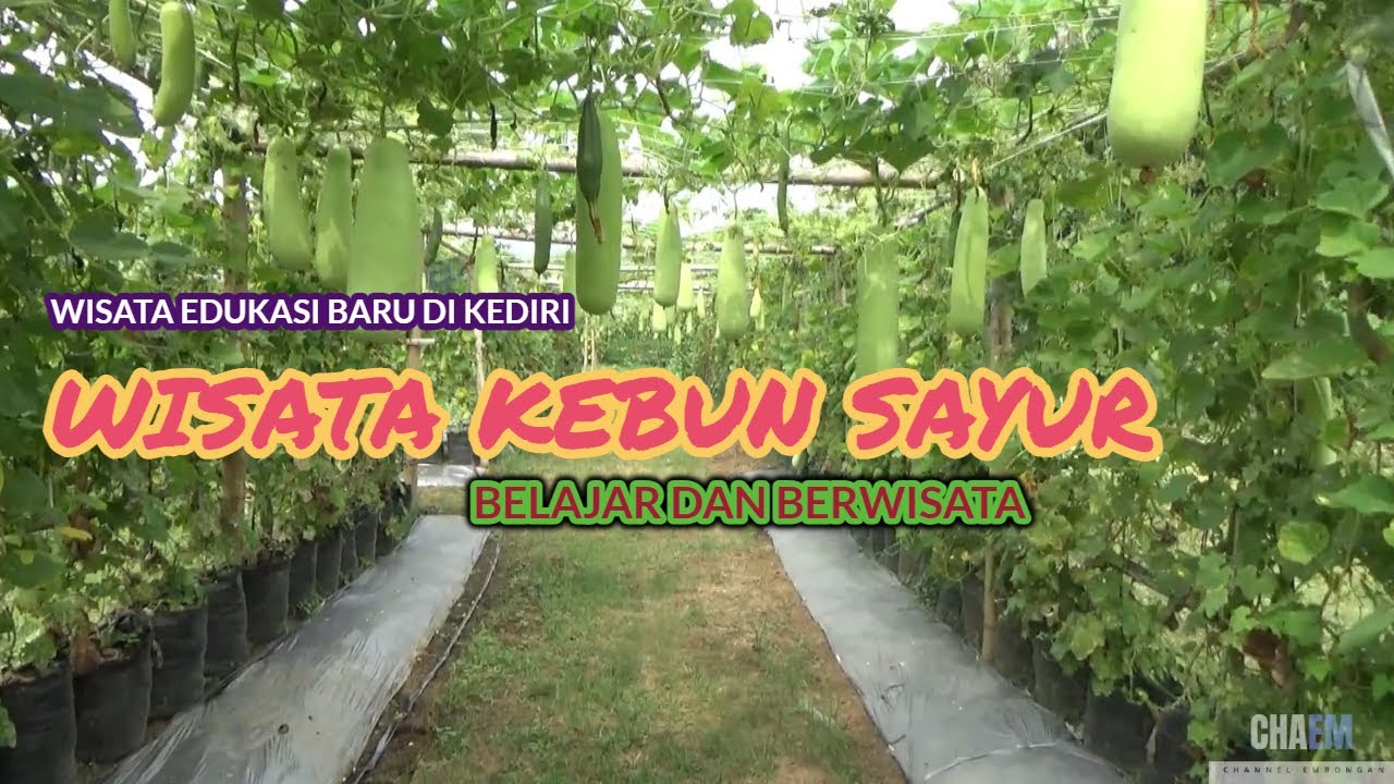 ADA YANG BARU DI KEDIRI - WISATA KEBUN SAYUR BANYAKAN KABUPATEN KEDIRI