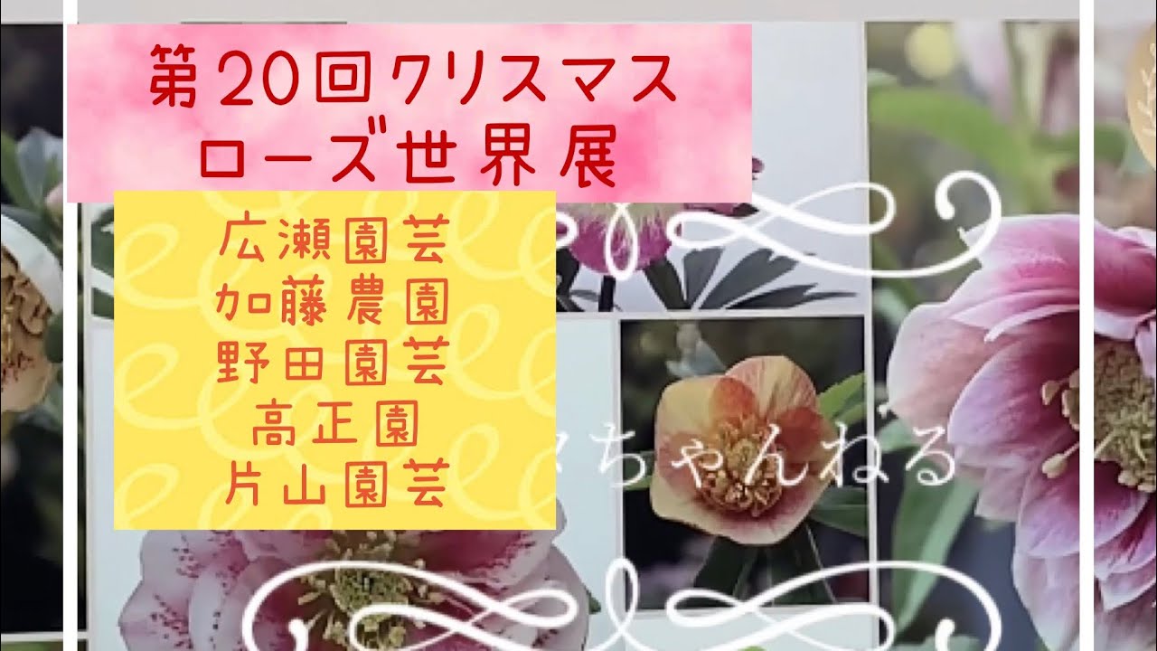 クリスマスローズ世界展　広瀬園芸　加藤農園　野田園芸　高正園　片山園芸ブース