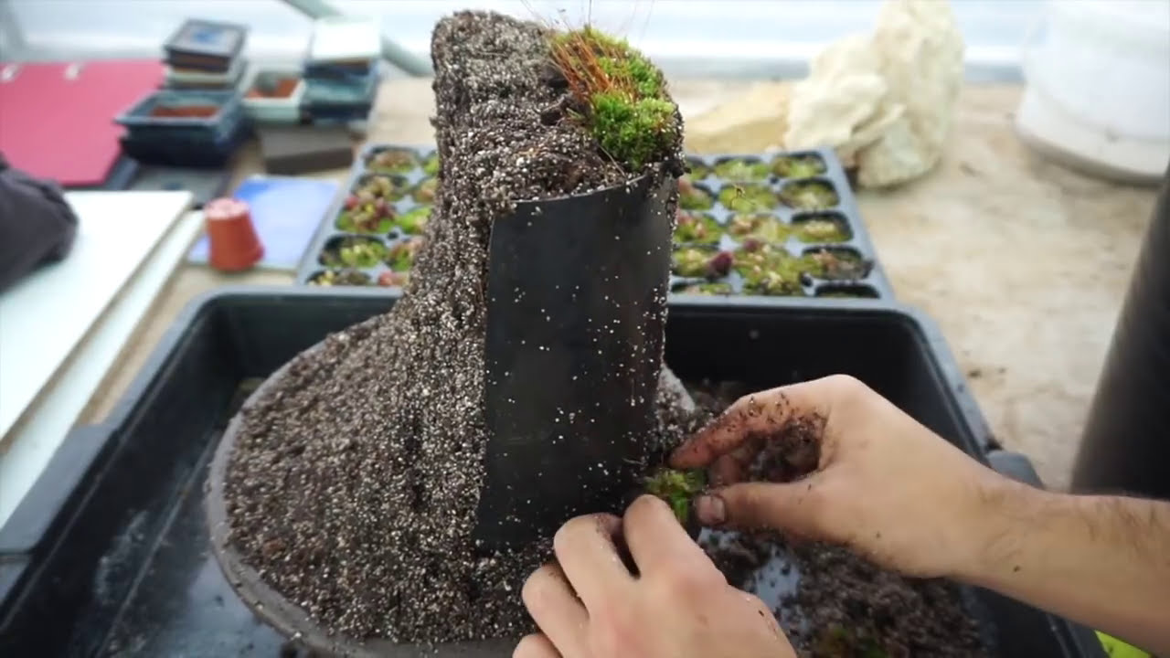 Hacemos la MEJOR composición de Cephalotus