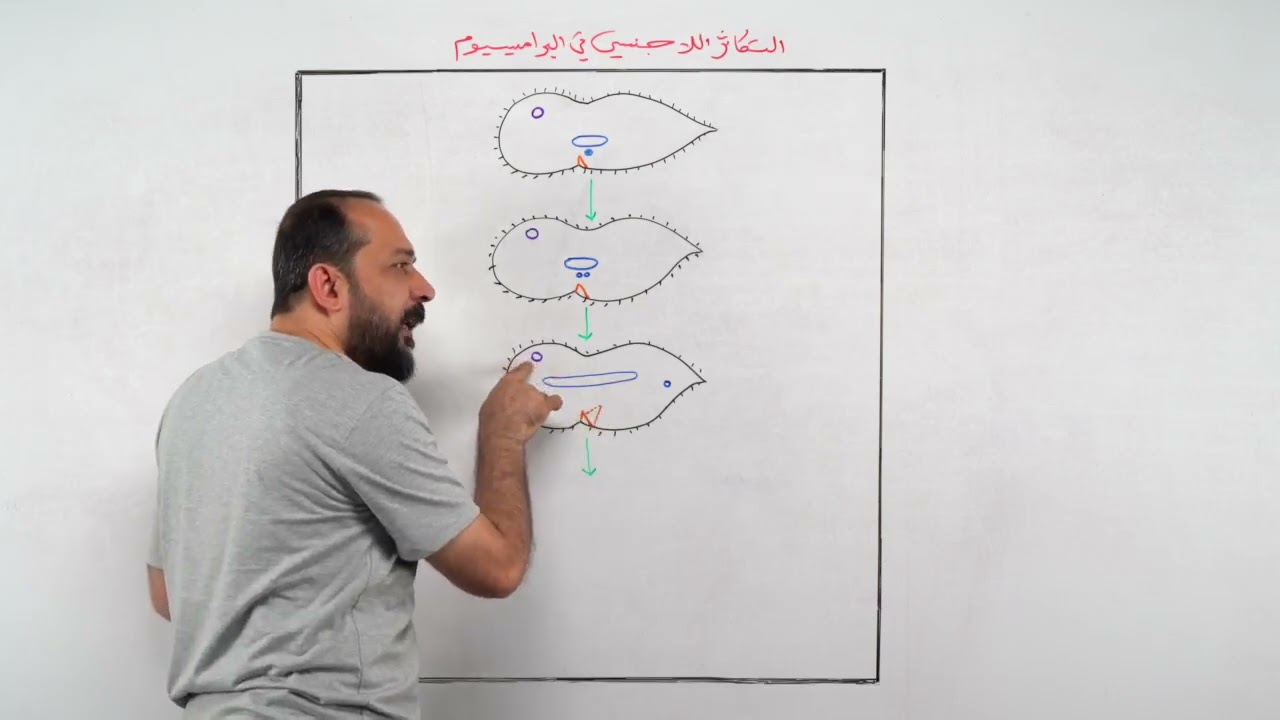 تعلم كيف ترسم التكاثر اللاجنسي في البراميسيوم