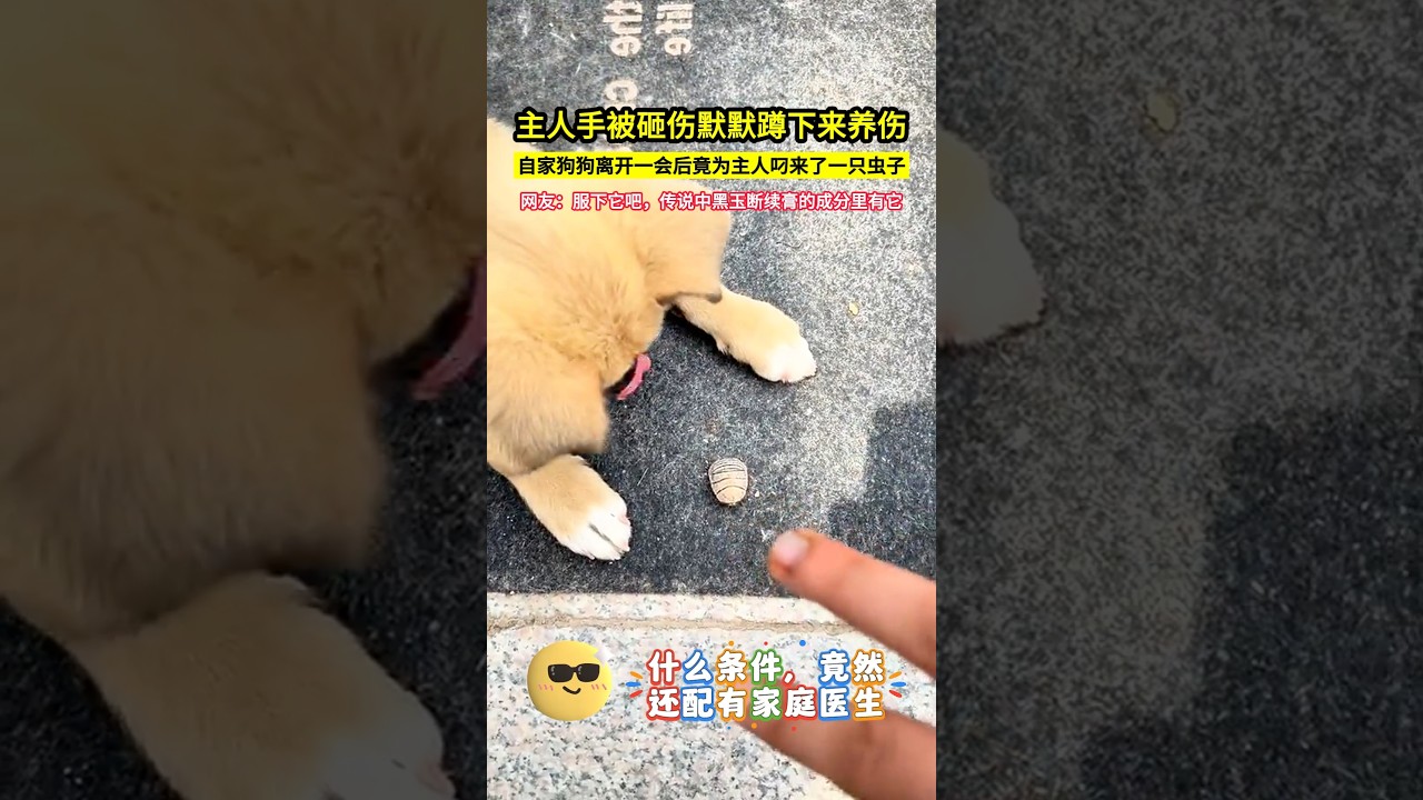 主人手被砸傷默默蹲下來養傷，自家狗狗離開一會後竟為主人叼來了一隻蟲子，網友：服下它吧，傳說中黑玉斷續膏的成分裡有它！#shorts