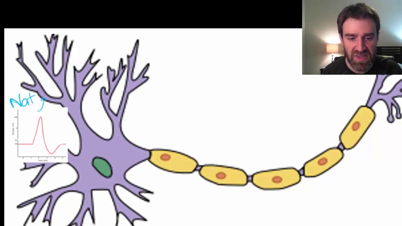 Neurons part 2 of 3: action potential