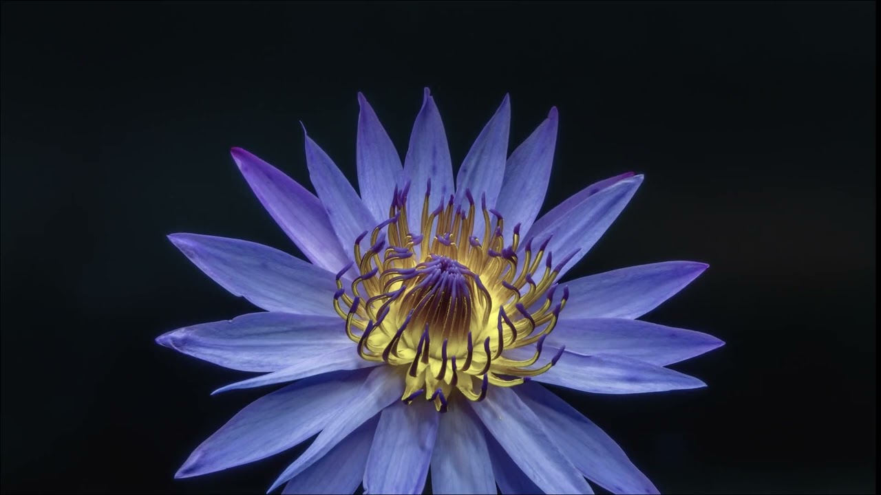 Amr Shalaby - The Lotus Flower (Official Visualizer)