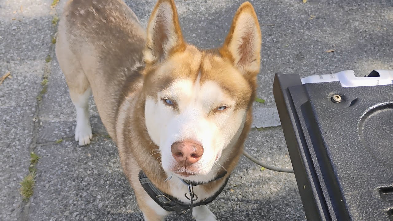 husky 🐕🐶 Sunday funday 🌞 to walk around the lake 🏞️ 🐿️🐦🐇🐺🐾