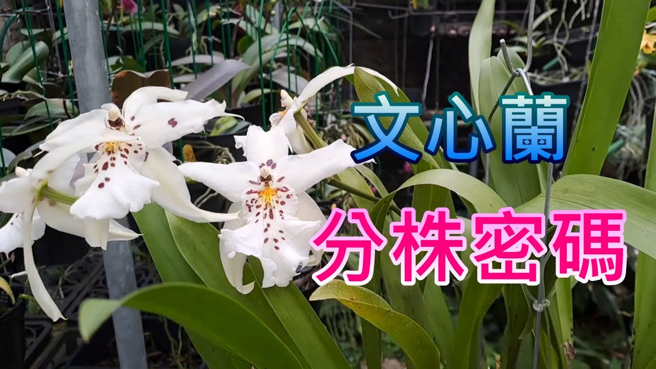 【犀利小農莊62】20250426文心蘭分株密碼，白仙女實做 # Oncidium White Fairy orchid division code