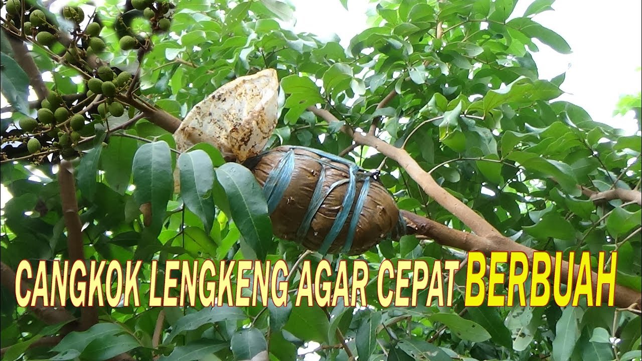 TIPS  Cangkok Lengkeng Agar Cepat Berakar dan Berbuah