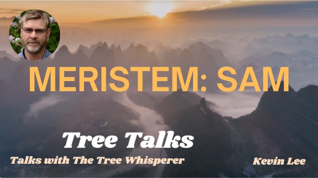 Tree Talks - Talks with The Tree Whisperer - Episode 4: Meristems: SAM with Arborist Kevin Lee