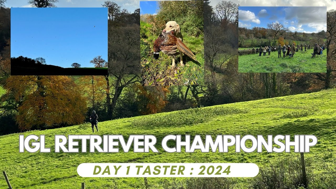 IGL RETRIEVER CHAMPIONSHIPS 2024 : Day 1 Taster at Coombe Estate Devon