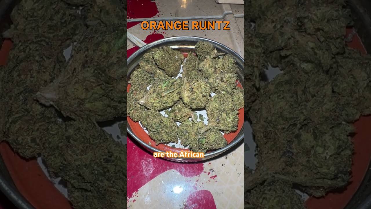 Orange Runtz Cannabis Flower Strain #420 #cannabiseducation #cannabiscommunity #strainreviews