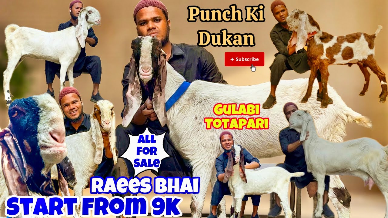 Last Video From Raees Bhai 🥹|| For Sale Top Quality Gulabi Jamnapari Hybrid Hydpat Hyderabadi Goat 