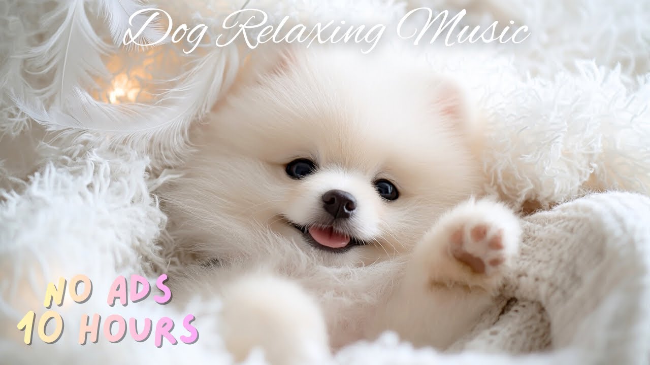10 Hours Dog Music for Anti-anxiety & ￼Deep Sleep (No Ads) 10小時無廣告狗狗輕鬆焦慮￼舒緩音樂￼🐶💤