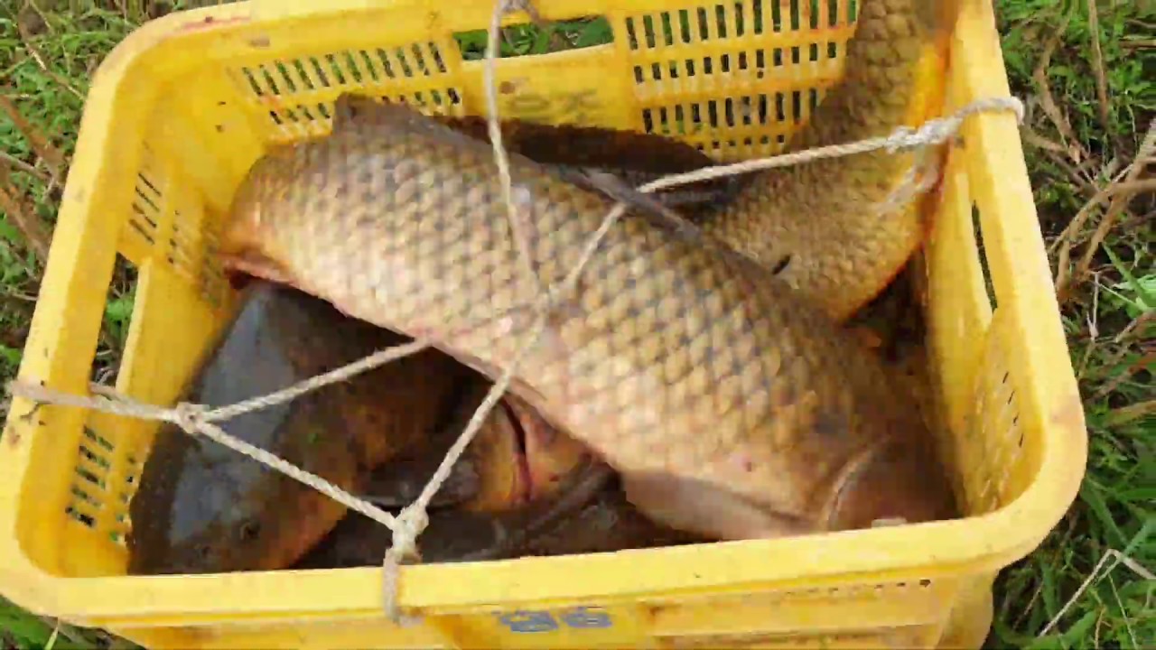 산란철 잉어 대박