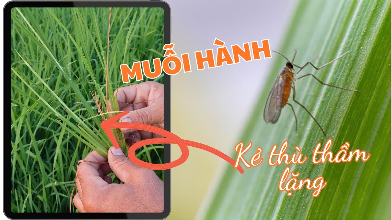 Muỗi Hành|Thế Giới Côn Trùng Cùng Acomax