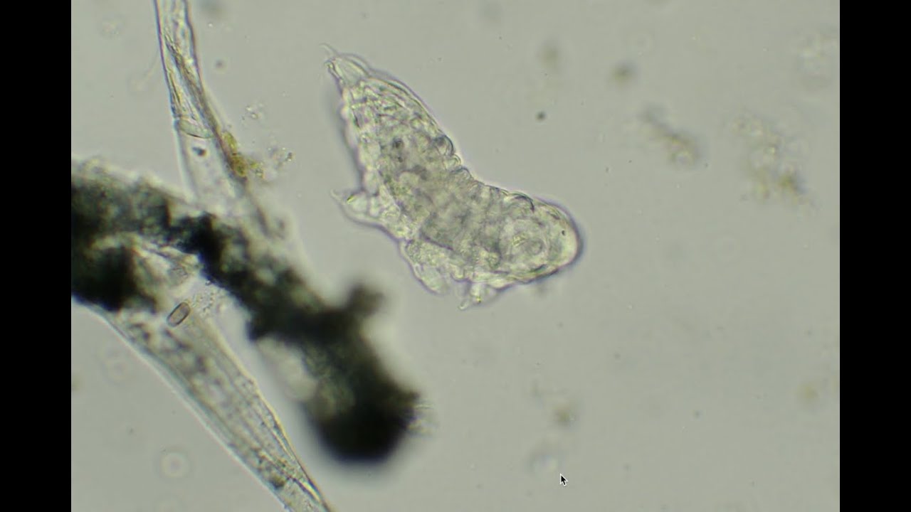 Restoring soil with life