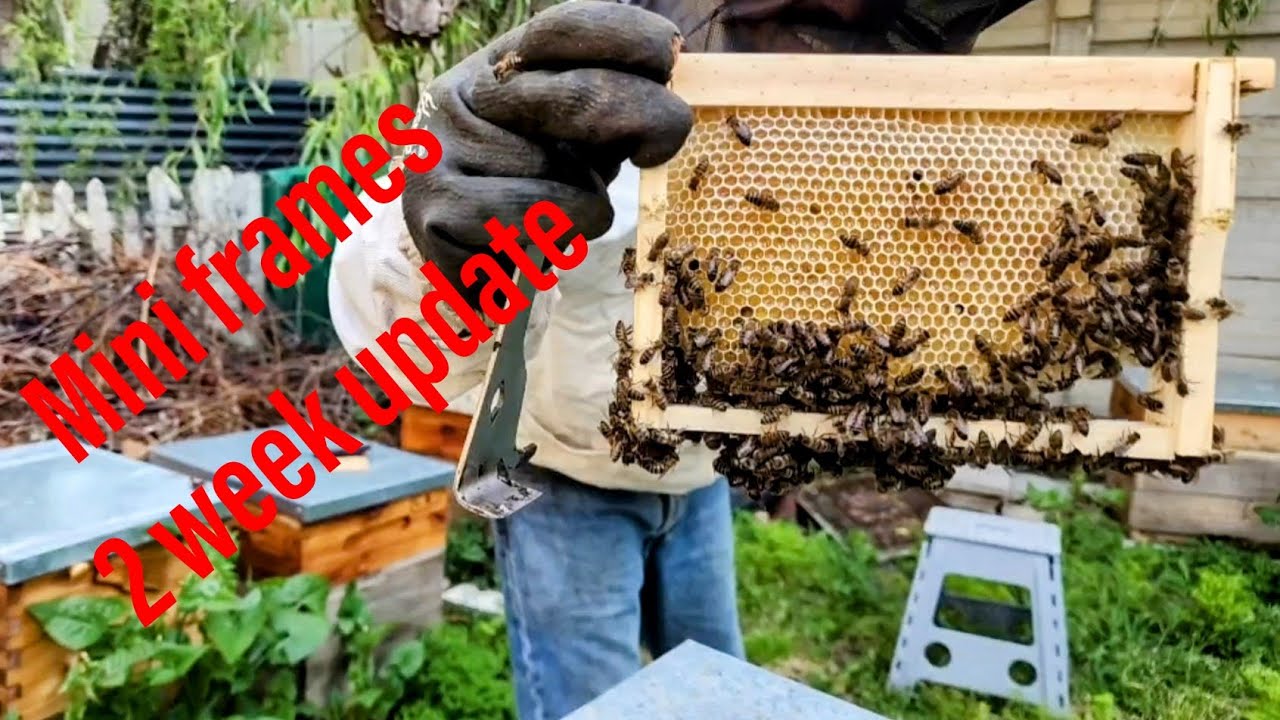 Mini frames 2 week update