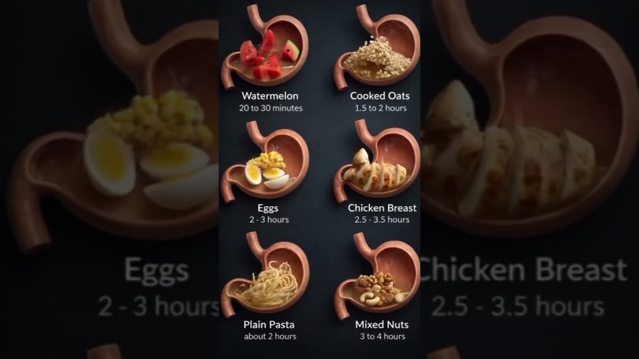 Foods That Stay in Your Stomach the Longest | Food Digestion Times Explained