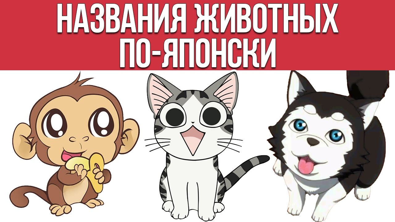 Названия животных по-японски || Японский для начинающих || Дарья Мойнич