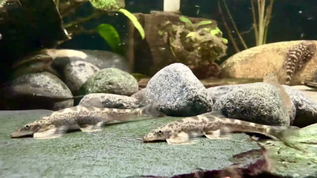 Balitora chipkali | Western Ghat Lizard Loach | #aquariumfish #aquariumhobby #aquariumfish