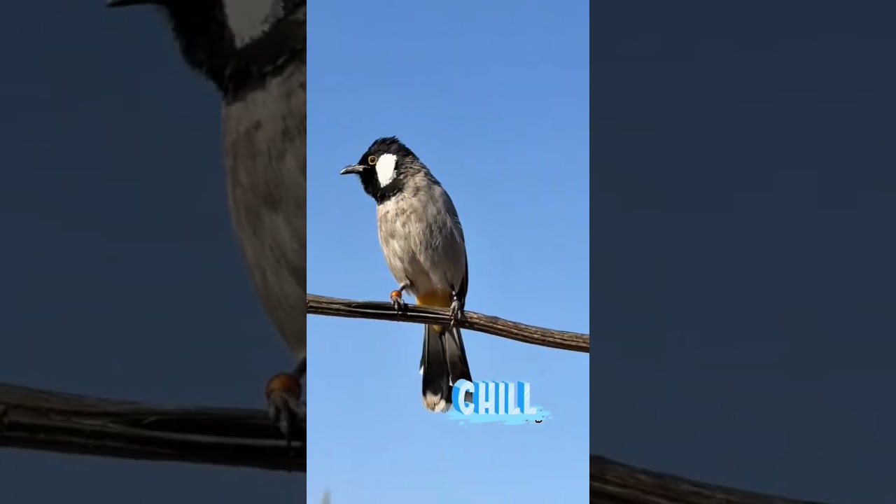 البلبل العراقي البصراوي 2026 قطعه عبور الش