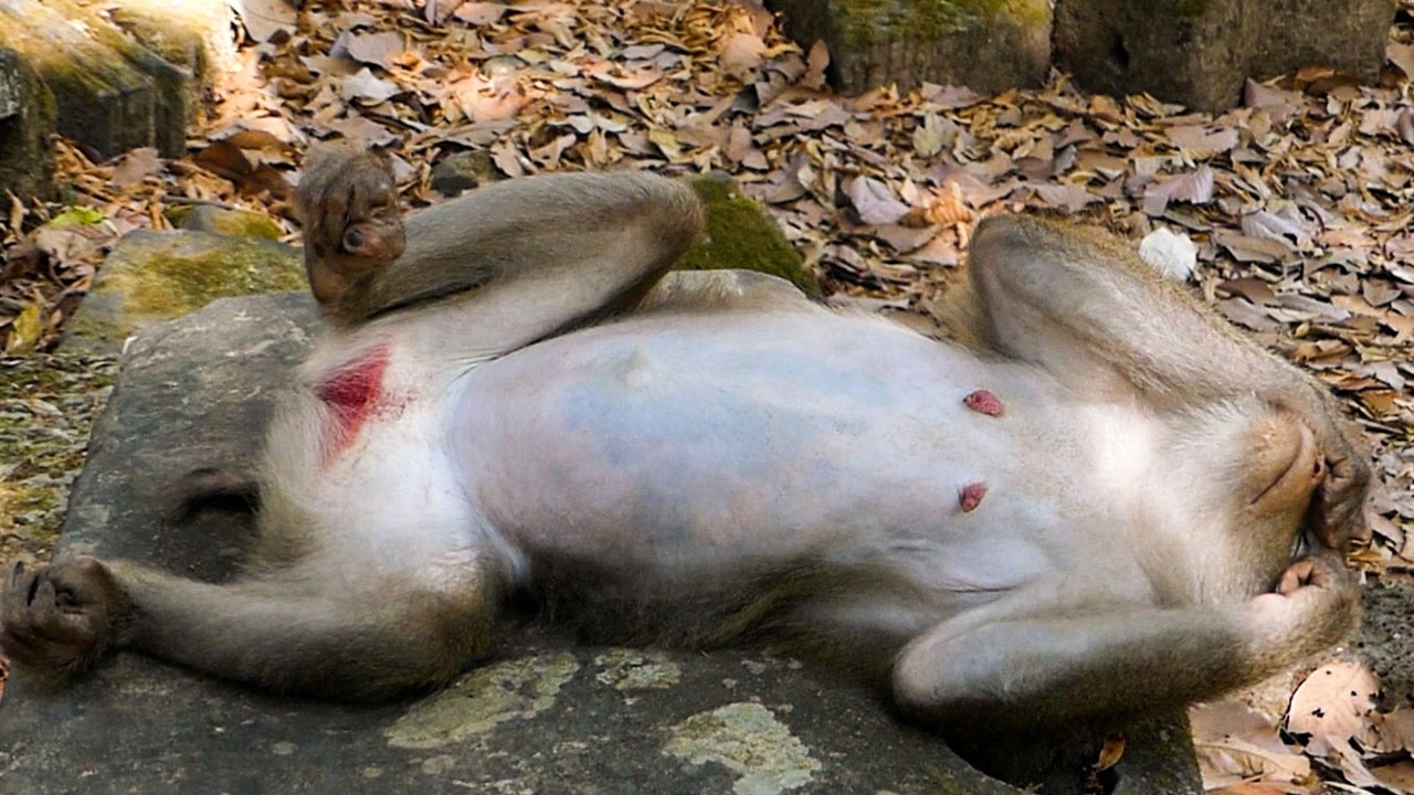 Gentle forest calm |Monkey Libby looks uneasy during naps maybe her birth is coming