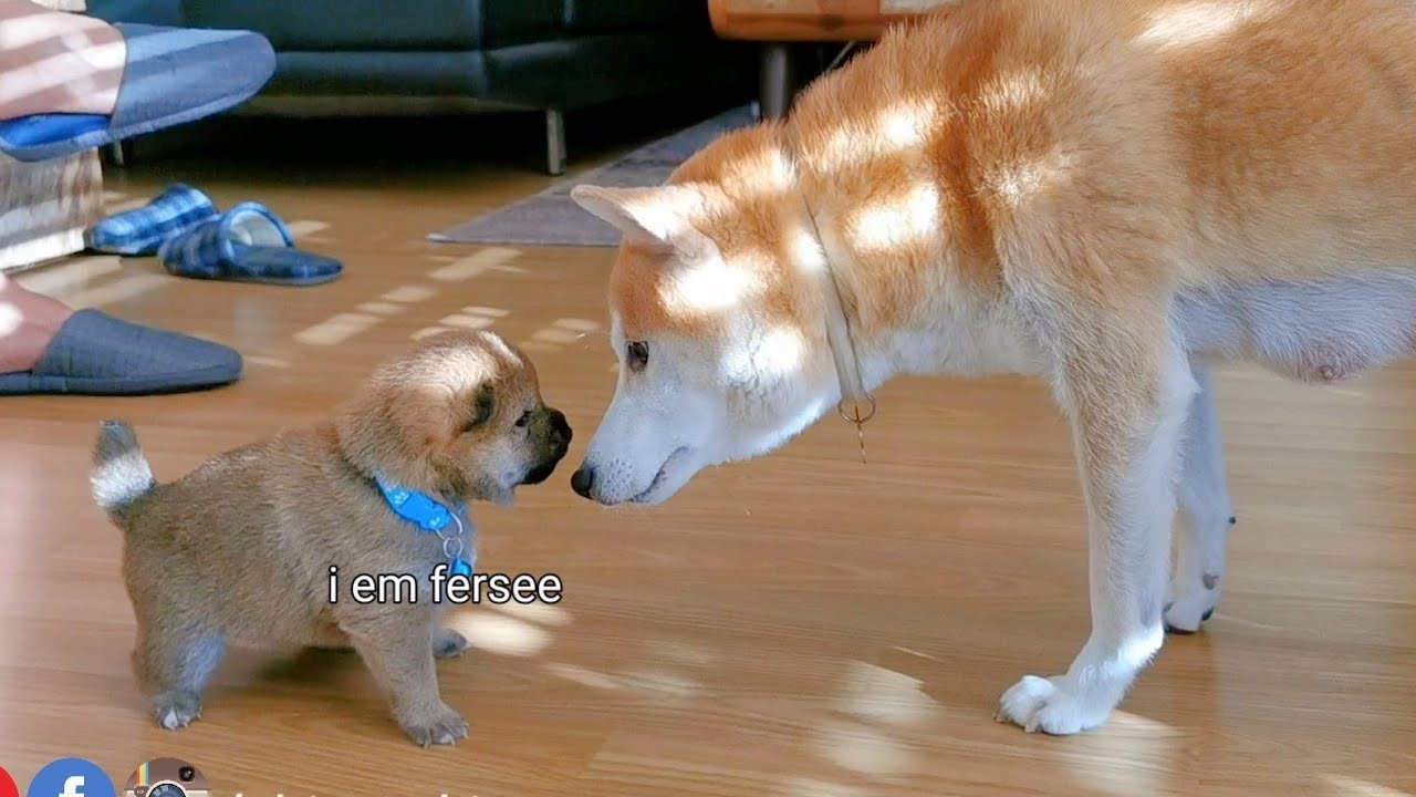 Hear Hear! Smol Potat Growls at Mom 😨😵