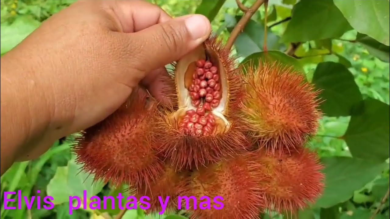   plantas de achote , ortalizas y mas.