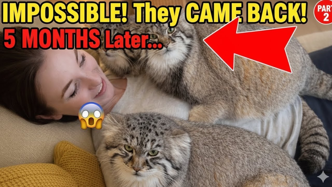 The Truth After 5 Month Journey Can You Keep 3 Saving Pallas’s Cats at Home A Manul Kittens
