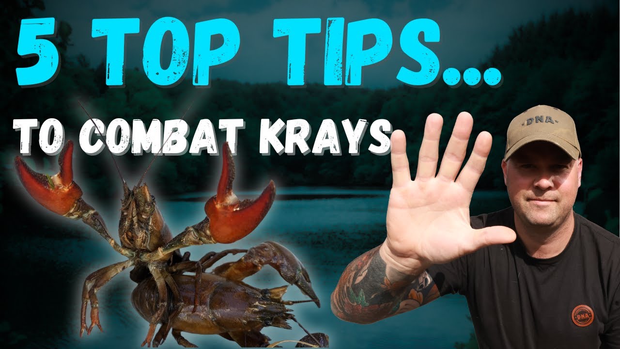 HOW TO STOP CRAYFISH AND CATCH MORE CARP